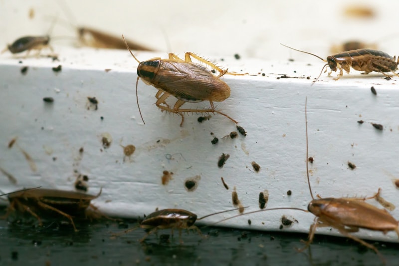 Insectes (Désinsectisation)